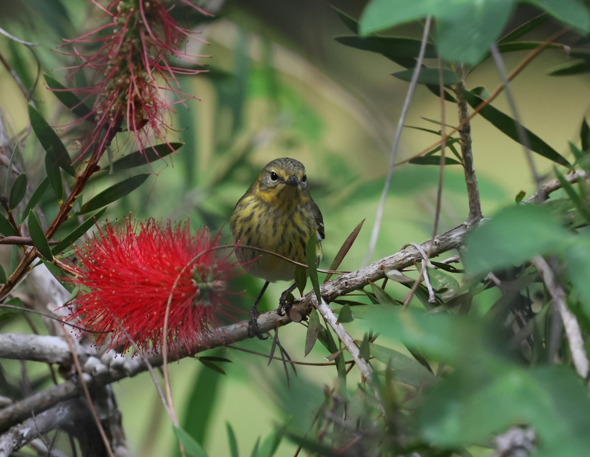 Cape May Warbler - ML634837307