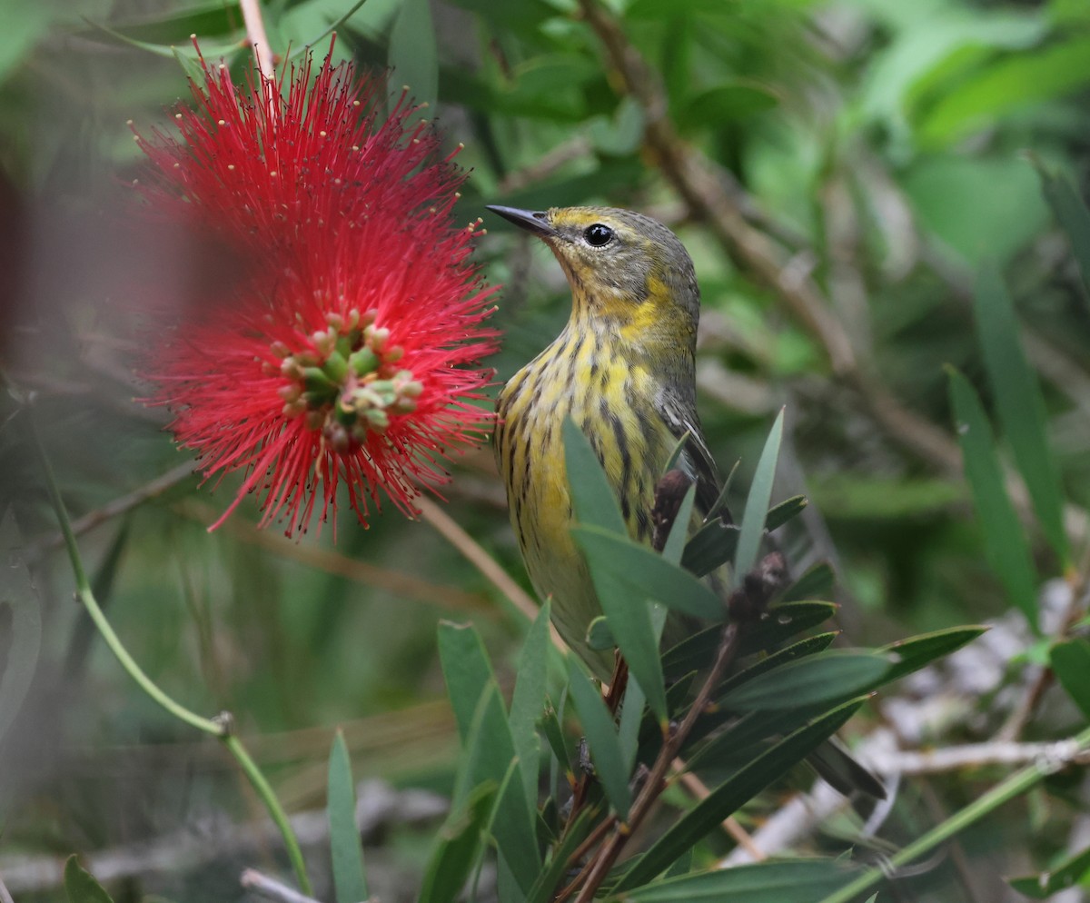 Cape May Warbler - ML634837308