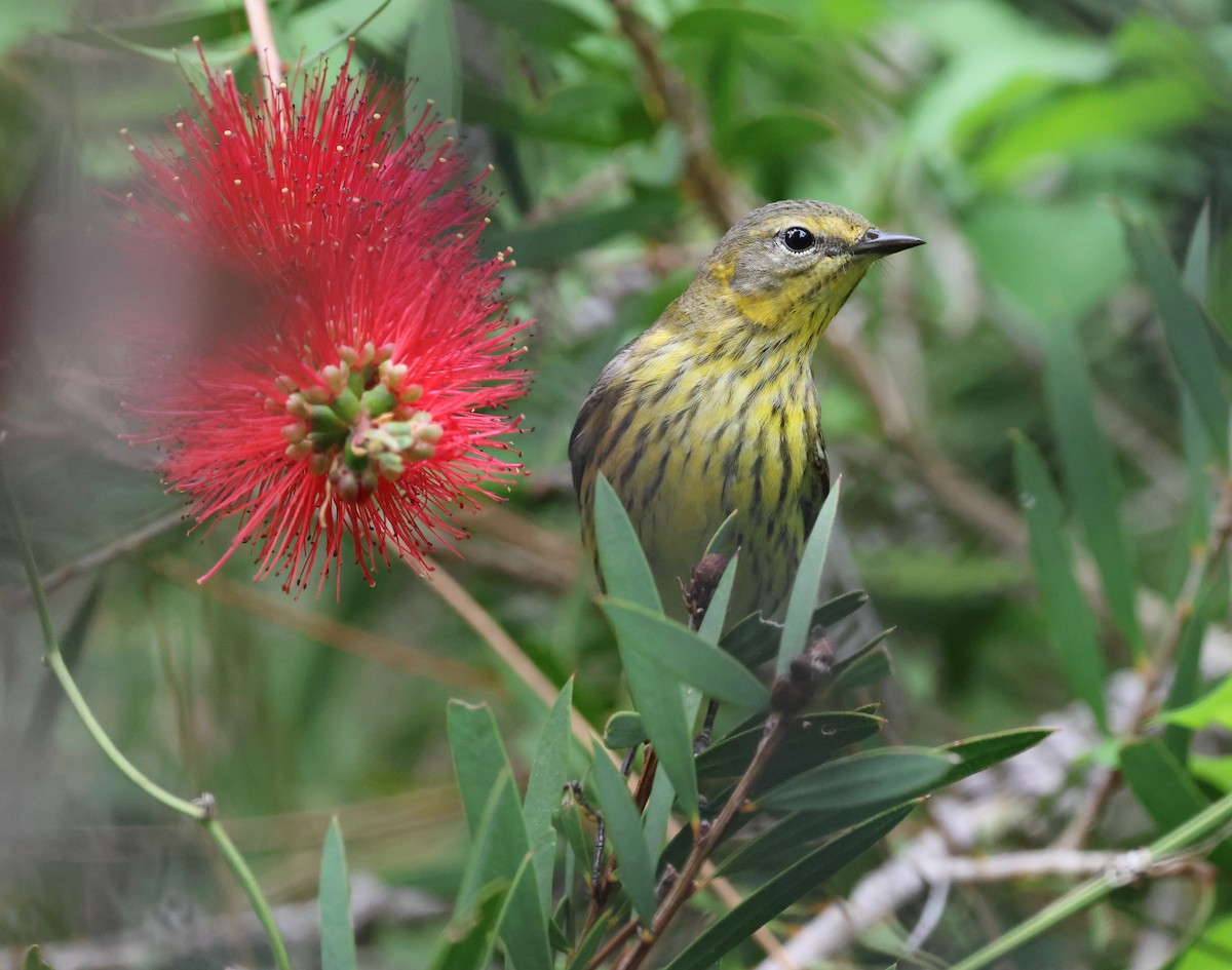 Cape May Warbler - ML634837309