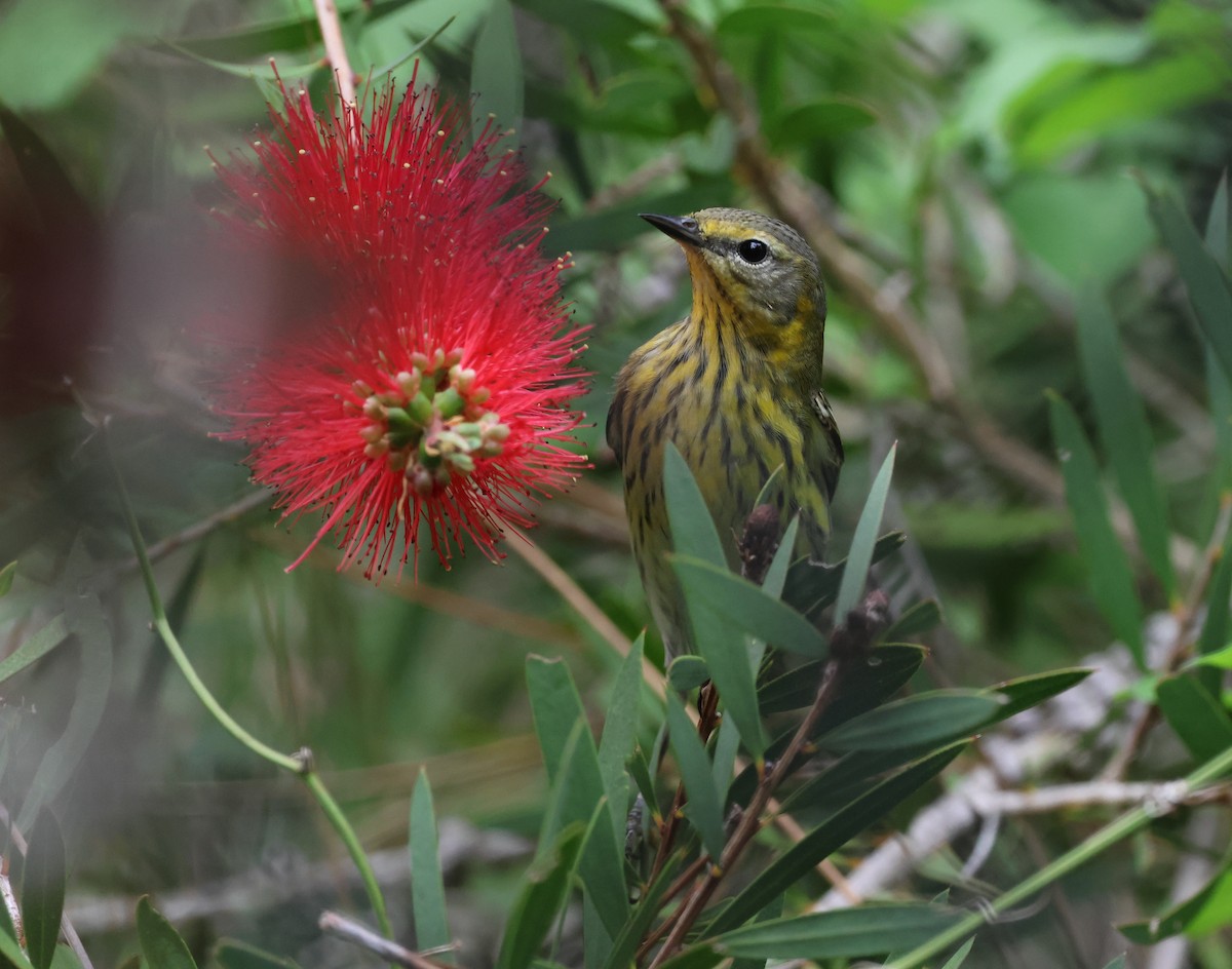 Cape May Warbler - ML634837310