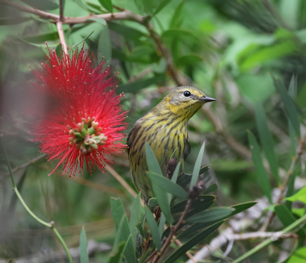 Cape May Warbler - ML634837311