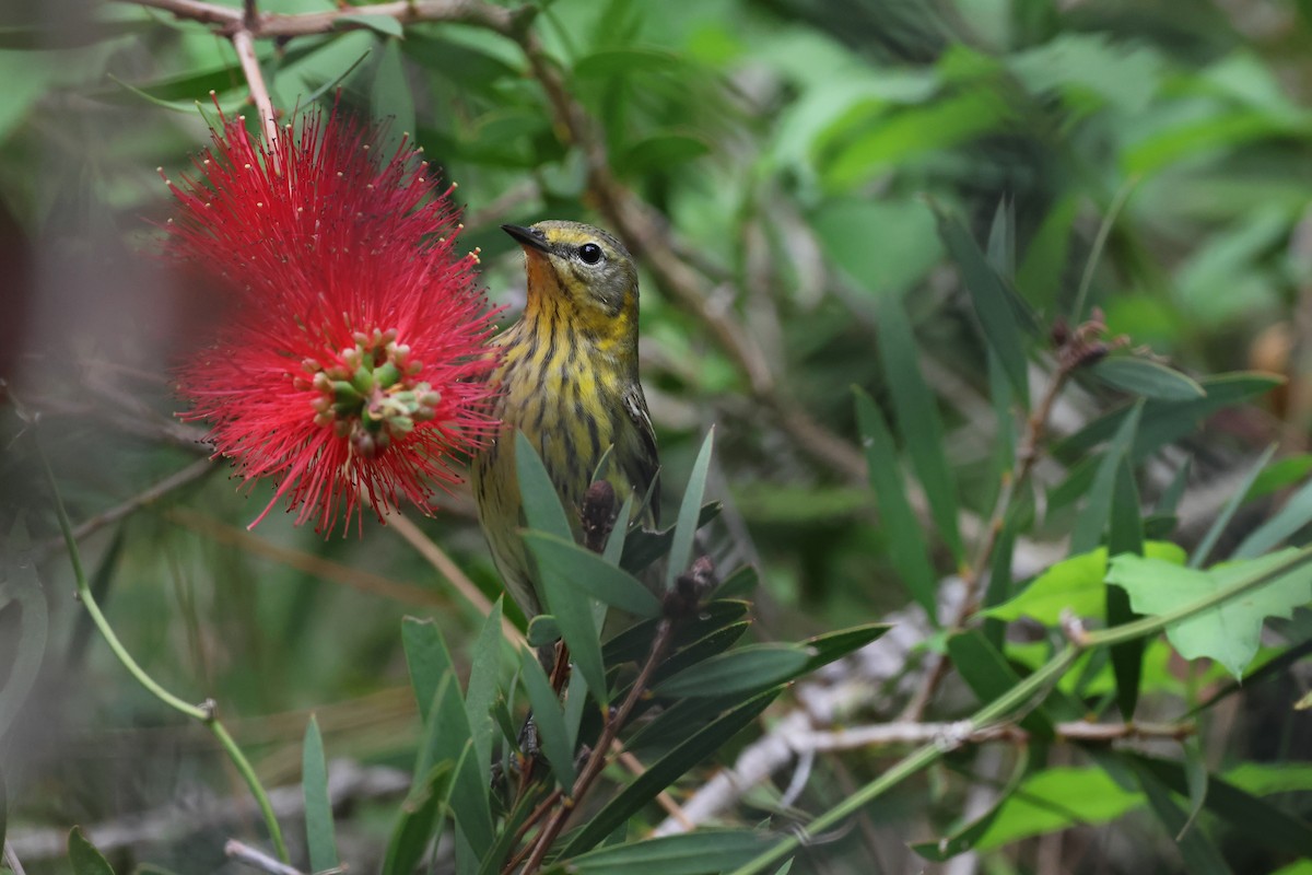 Cape May Warbler - ML634837312