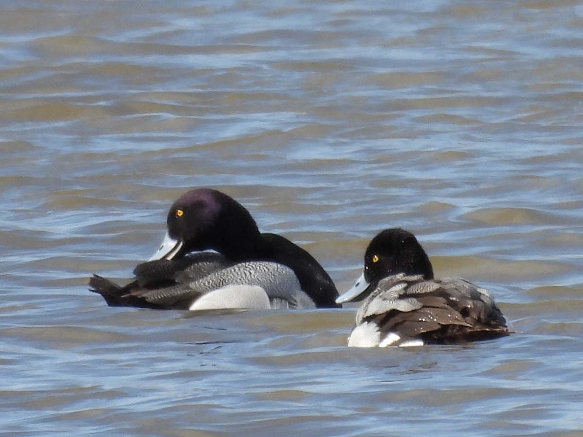 Lesser Scaup - ML634837341