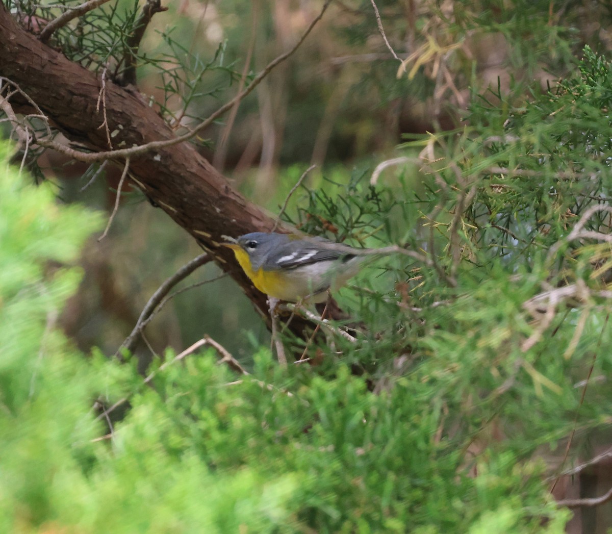 Northern Parula - ML634837350