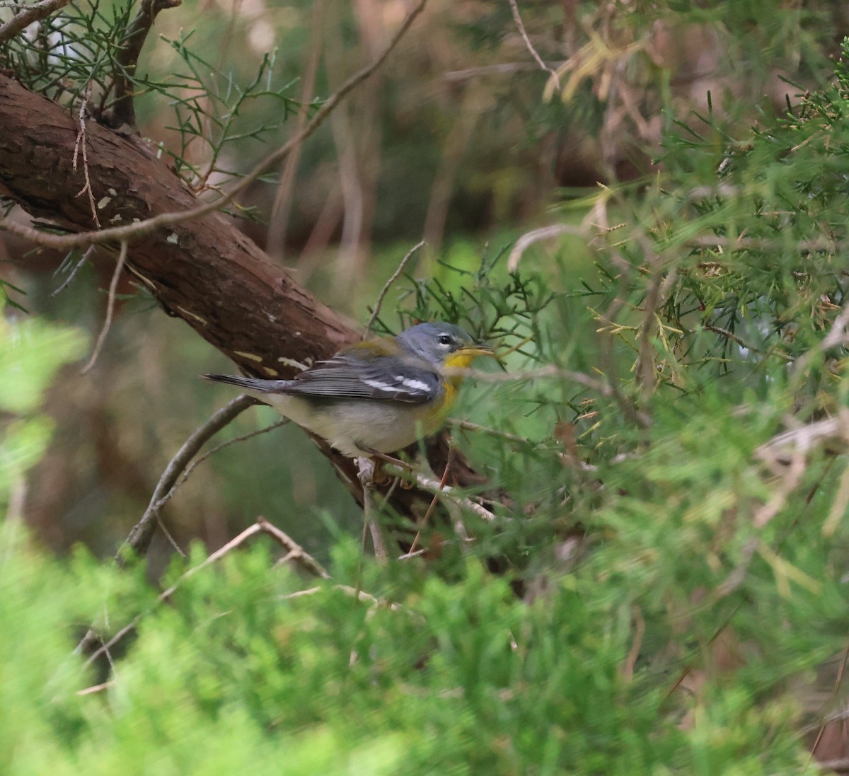 Northern Parula - ML634837351