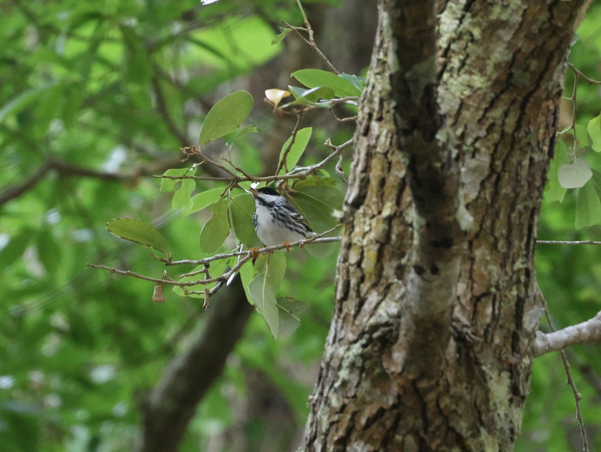Blackpoll Warbler - ML634837377