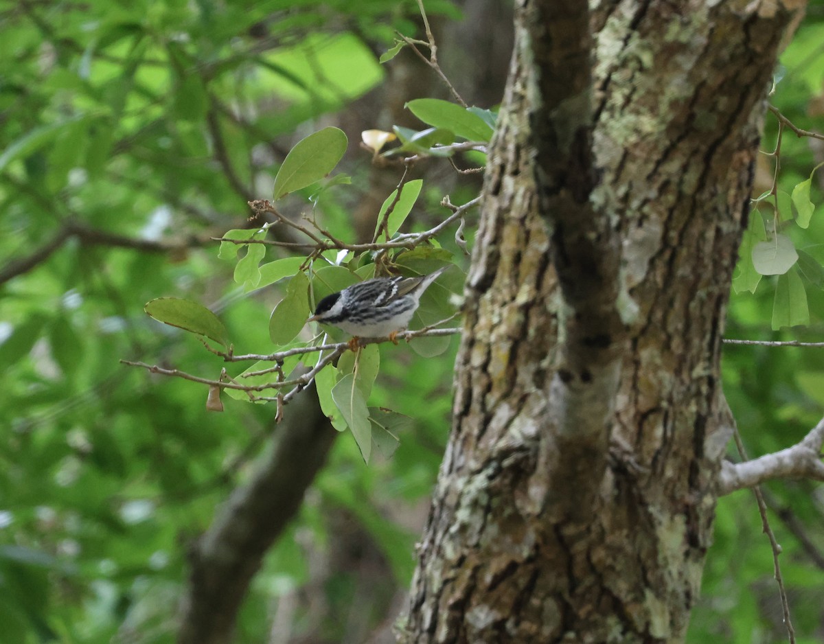 Blackpoll Warbler - ML634837379