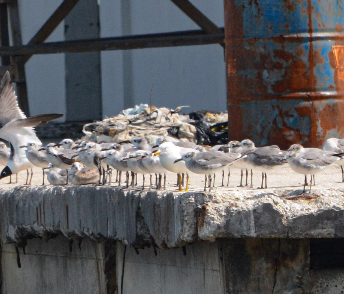 Ring-billed Gull - ML634837392