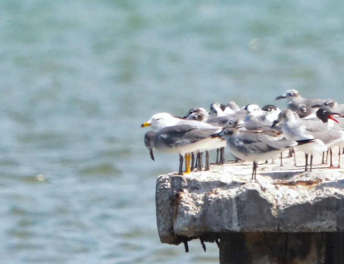 Ring-billed Gull - ML634837393