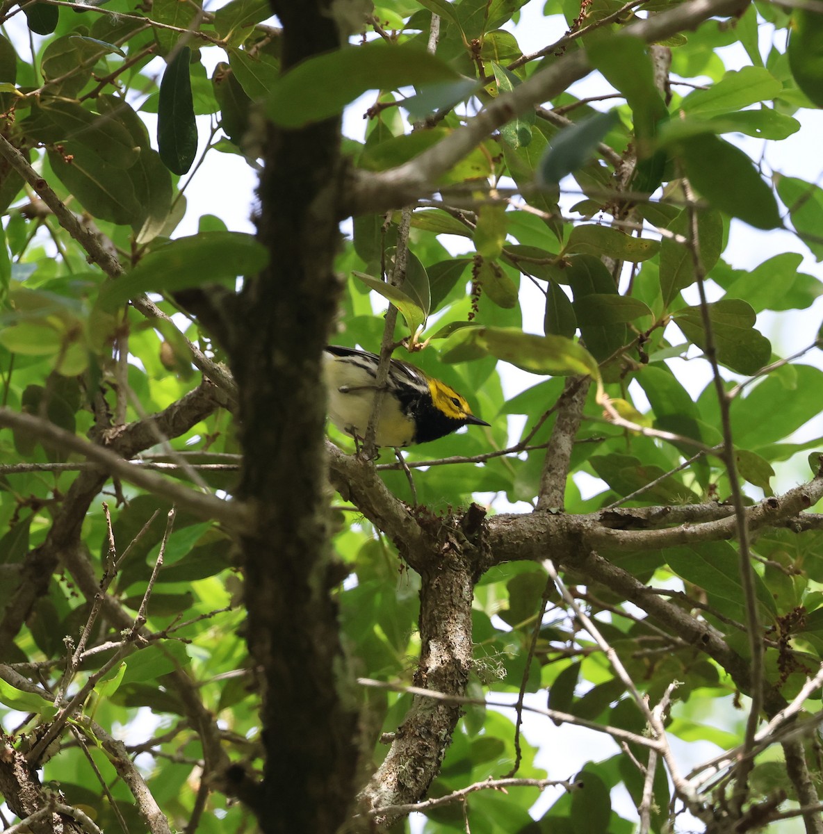 Black-throated Green Warbler - ML634837394
