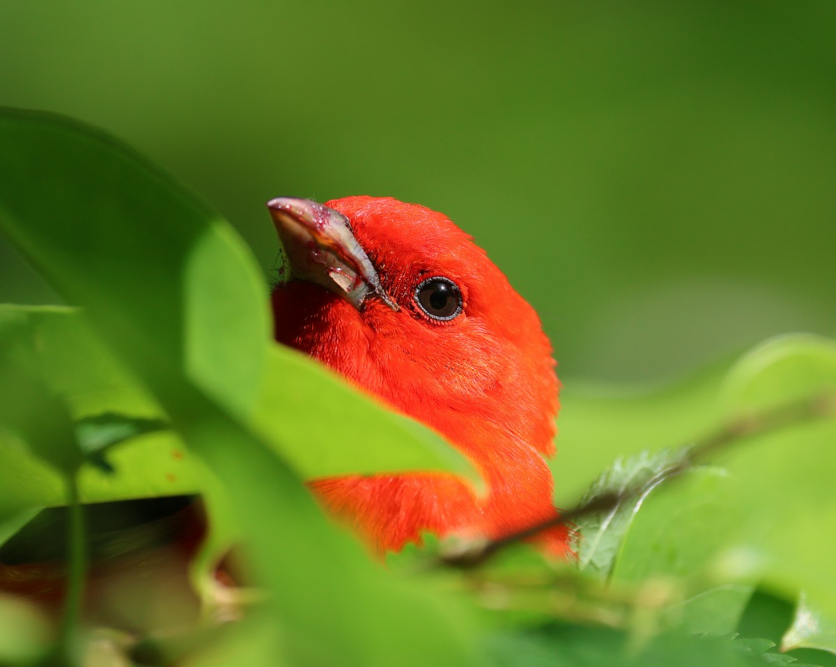 Scarlet Tanager - ML634837421