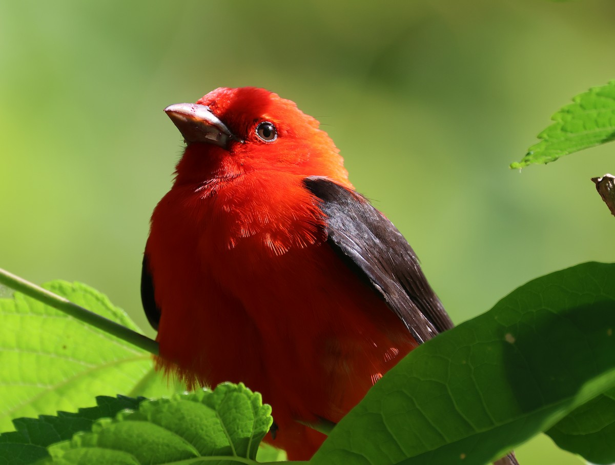 Scarlet Tanager - ML634837422