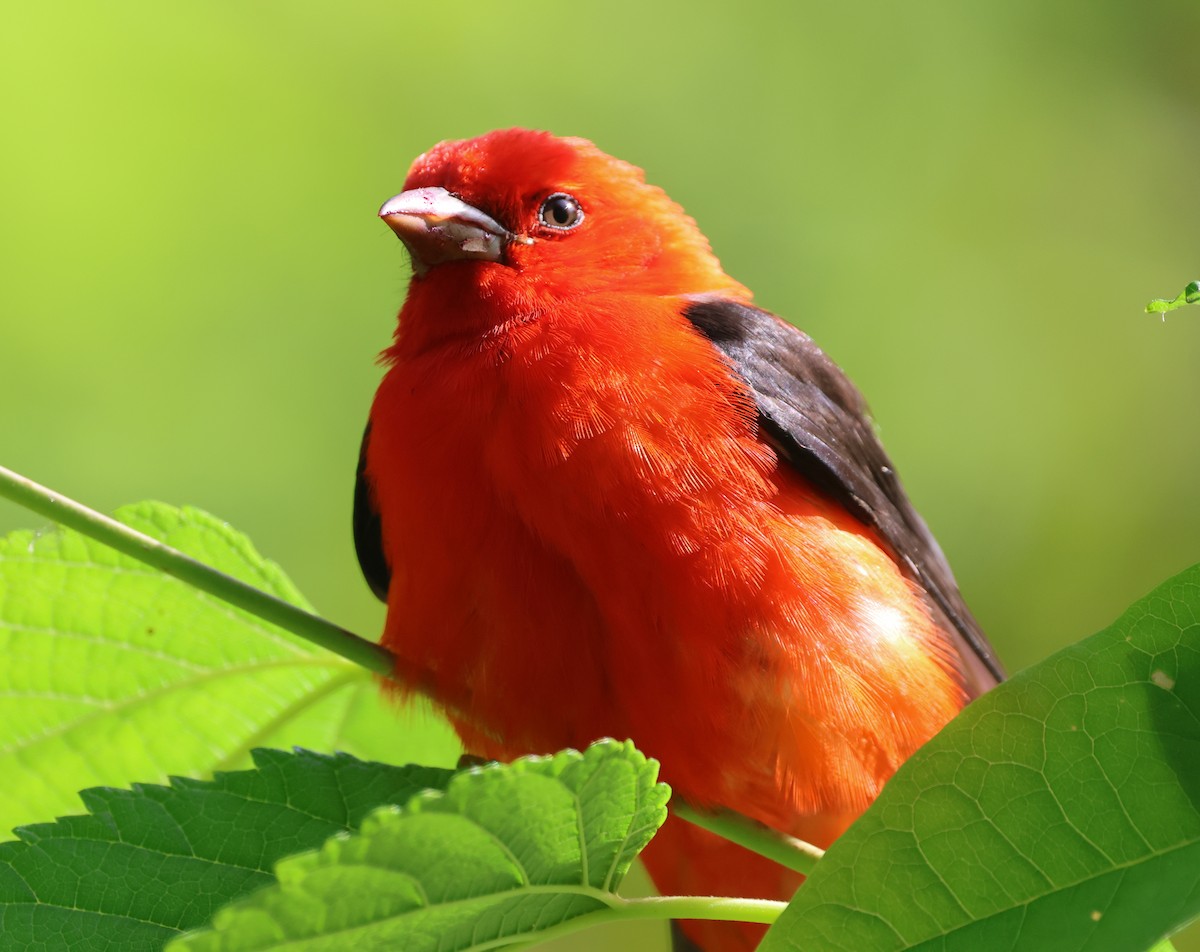 Scarlet Tanager - ML634837423