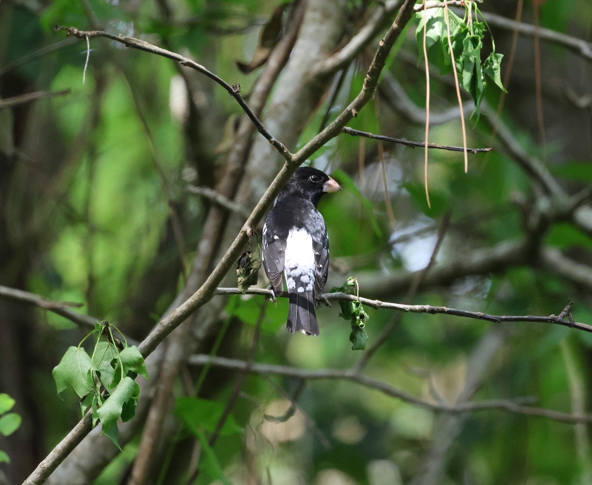 Rose-breasted Grosbeak - ML634837441