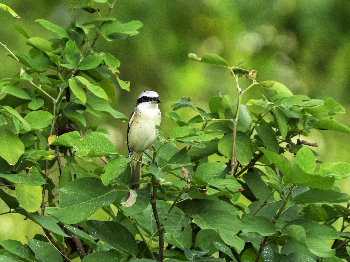 Brown Shrike - ML634837442