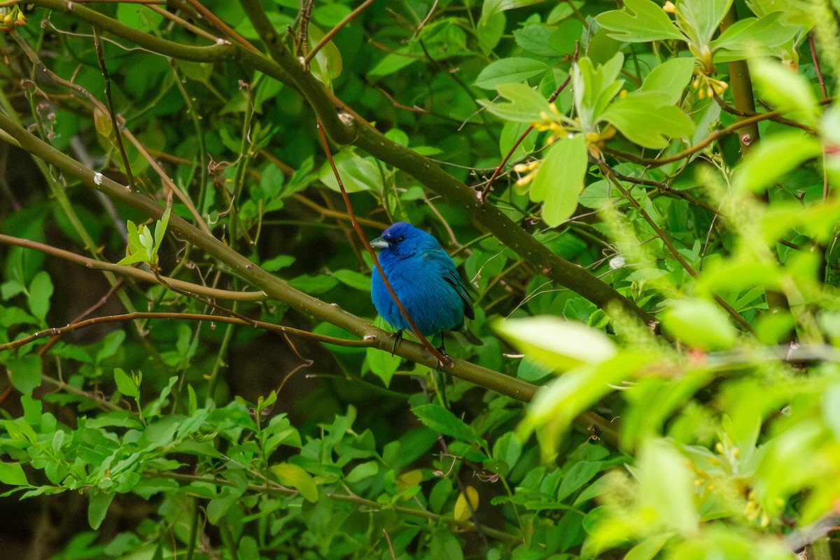 Indigo Bunting - ML634837463