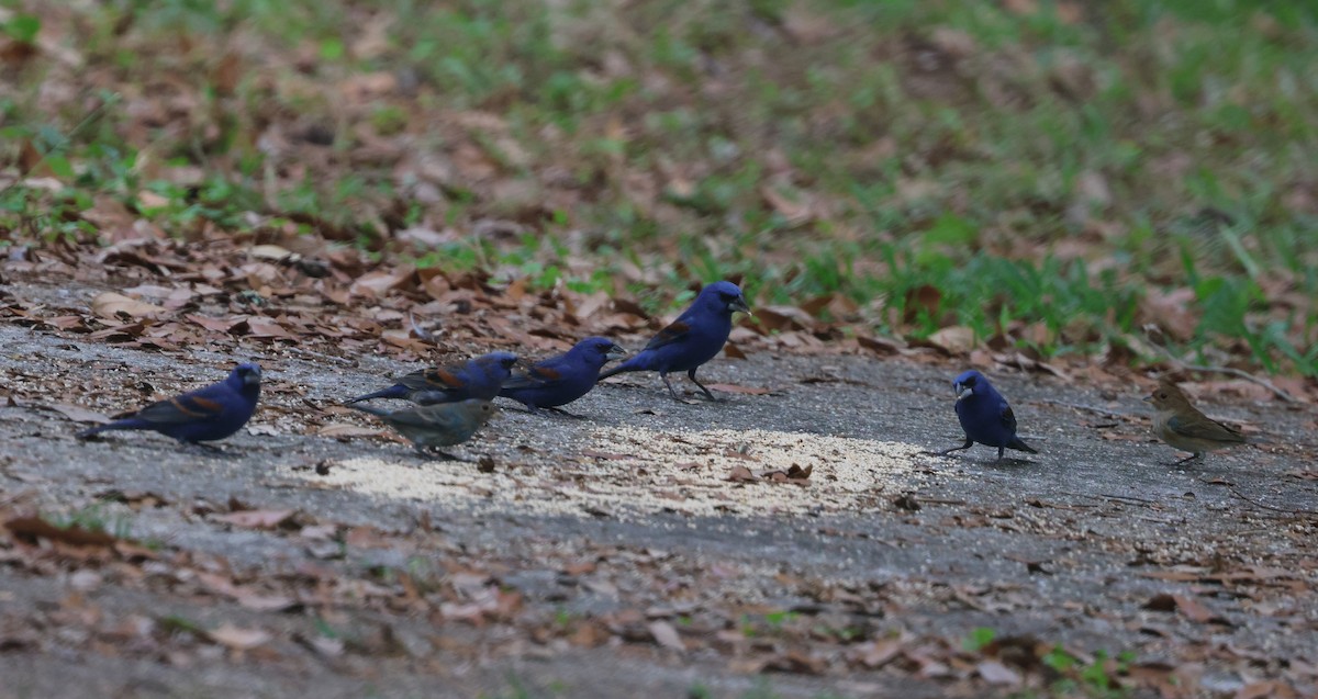 Blue Grosbeak - ML634837479