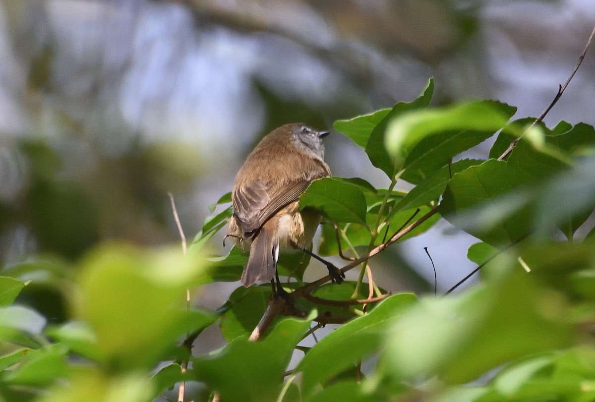 Brown Gerygone - ML634837738
