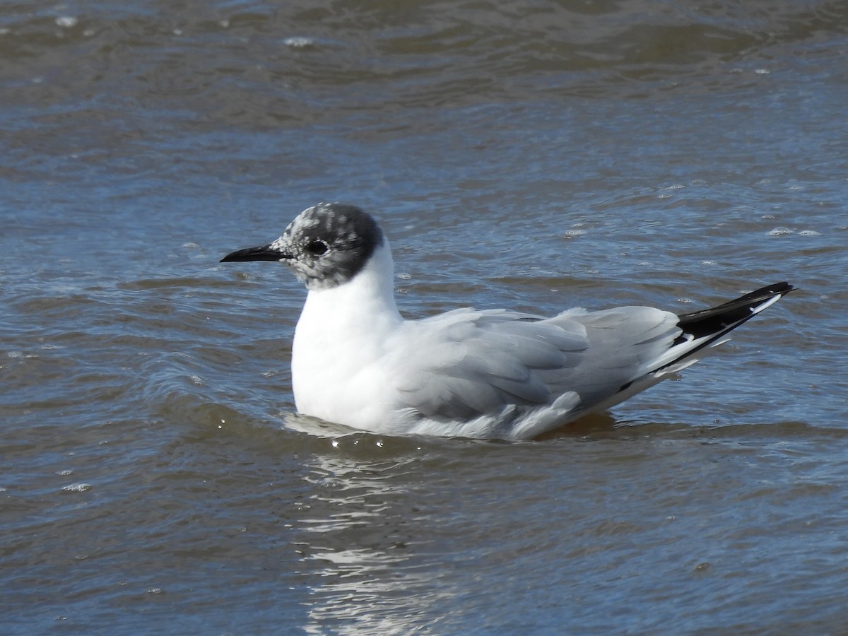 Bonaparte's Gull - ML634837762