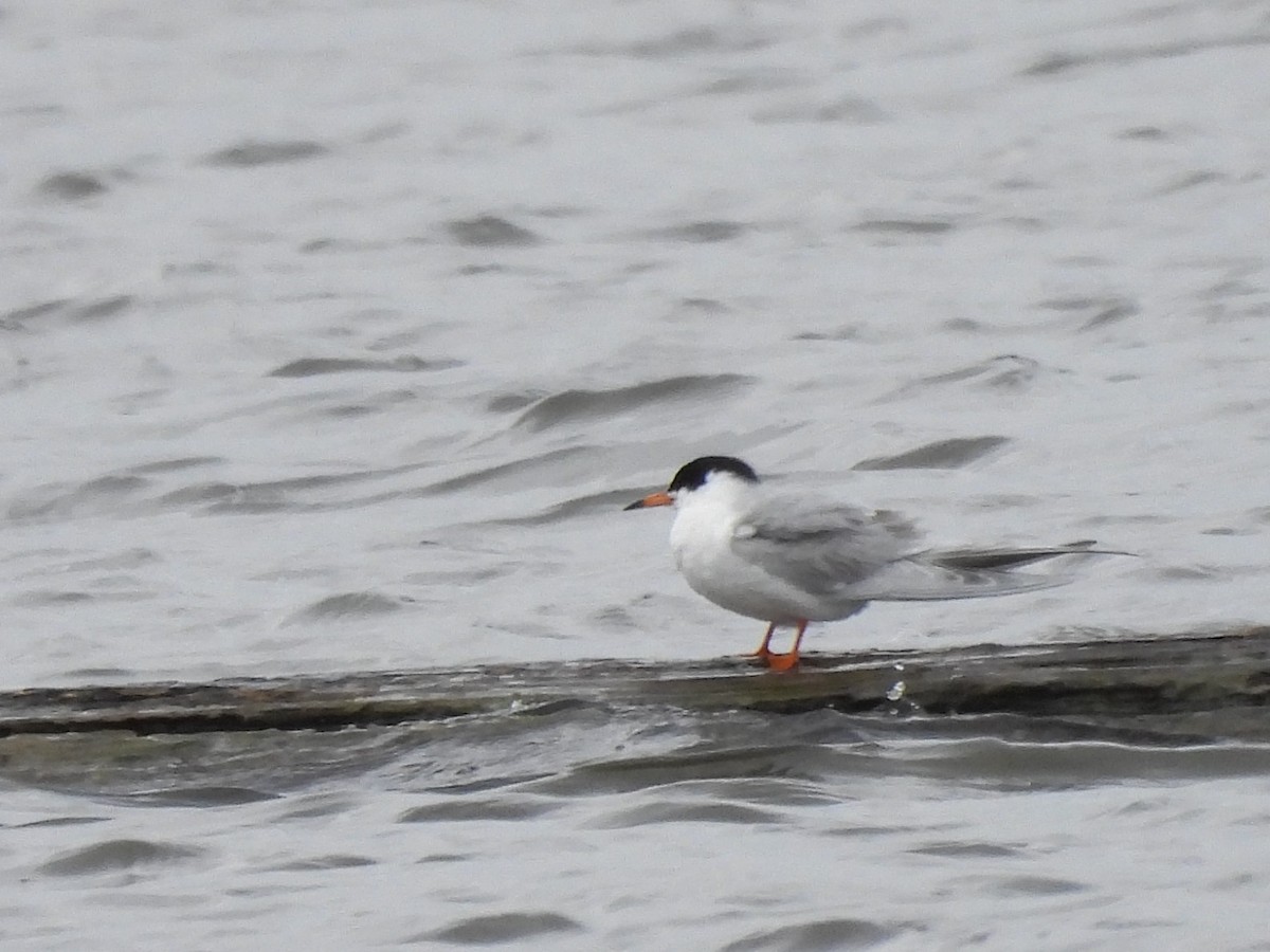 Forster's Tern - ML634837848