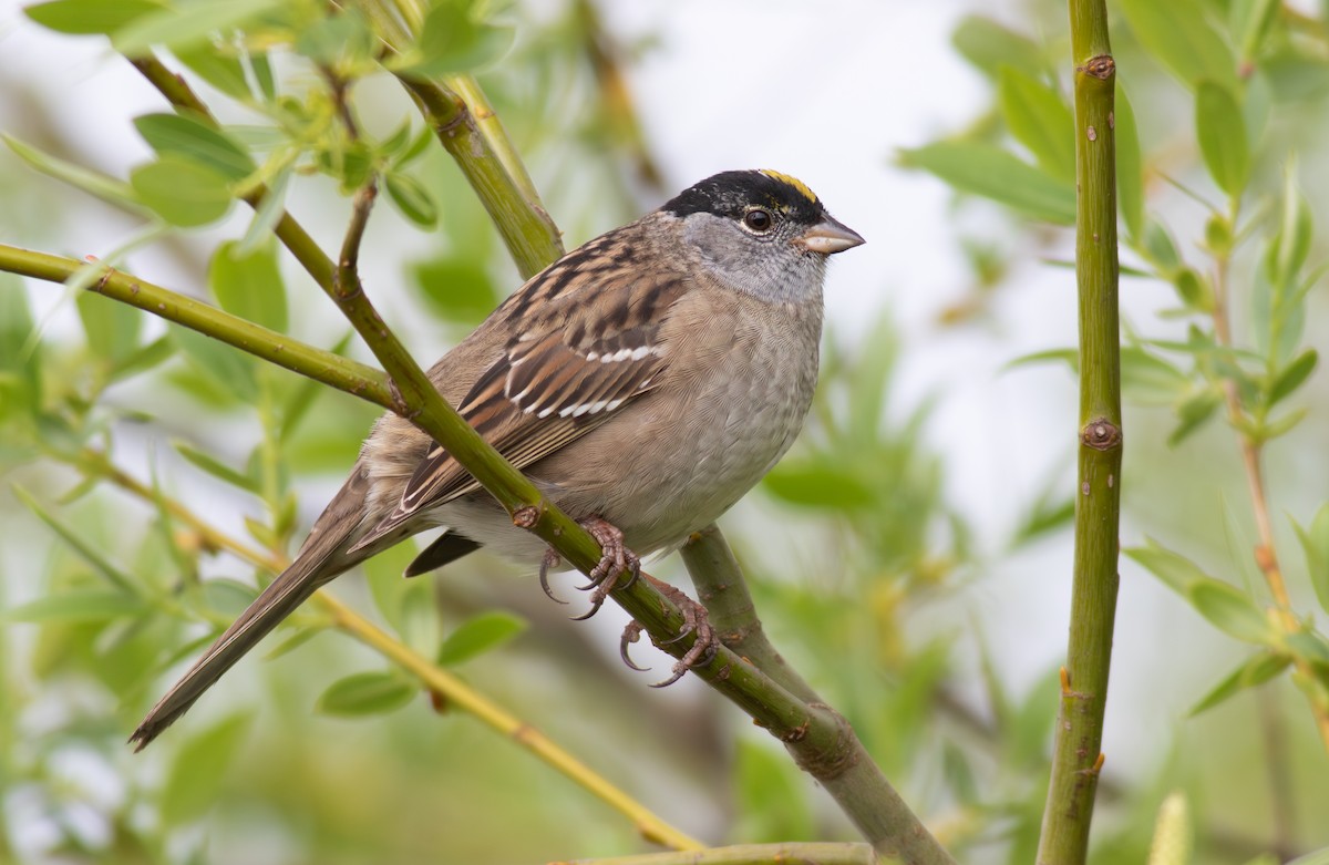 Golden-crowned Sparrow - ML634837931