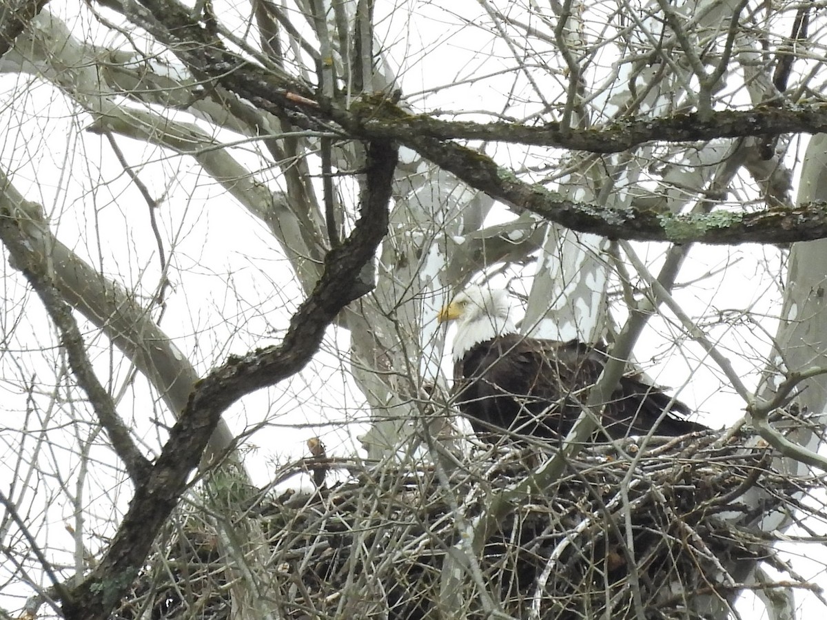 Bald Eagle - ML634837995