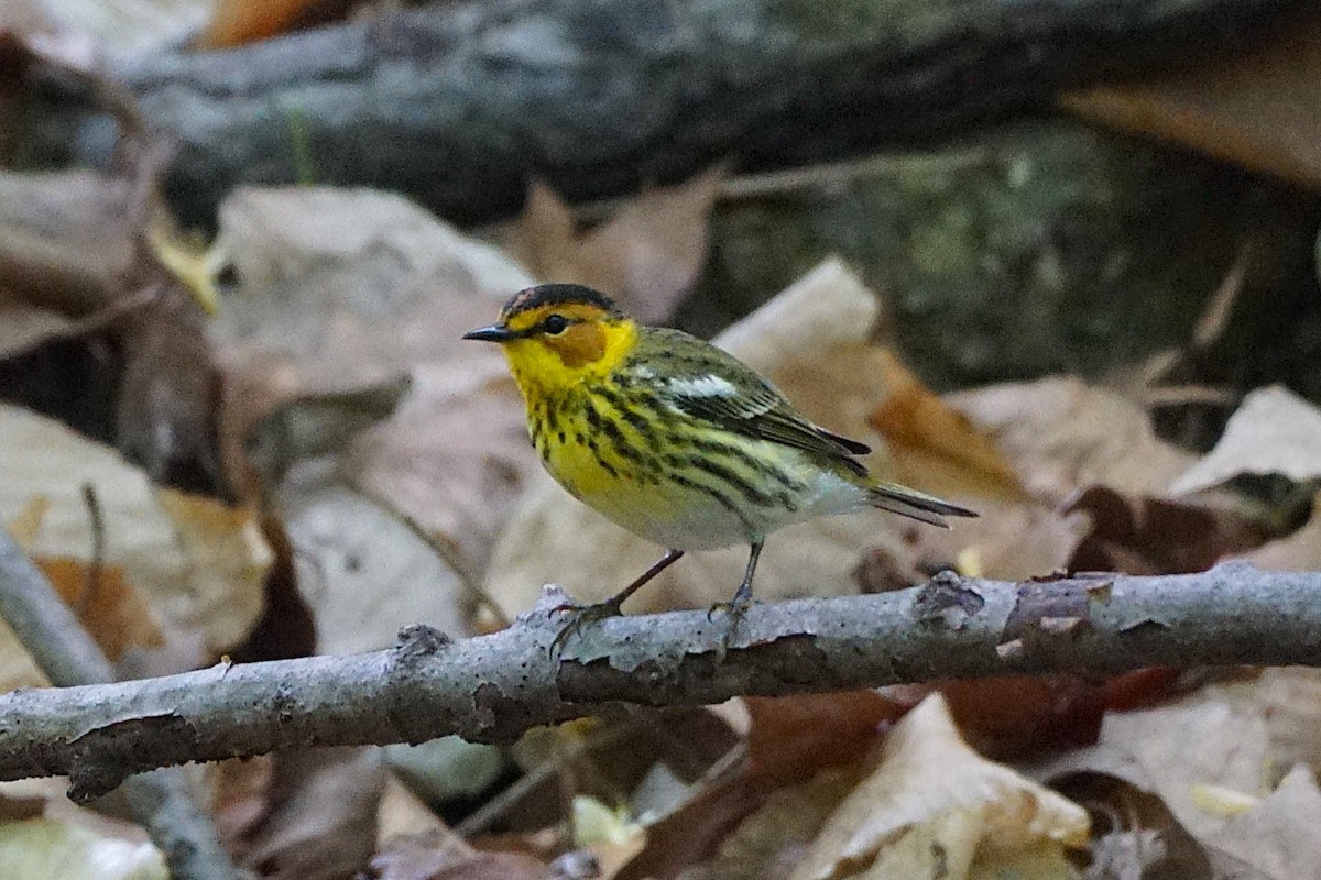Cape May Warbler - ML634838051