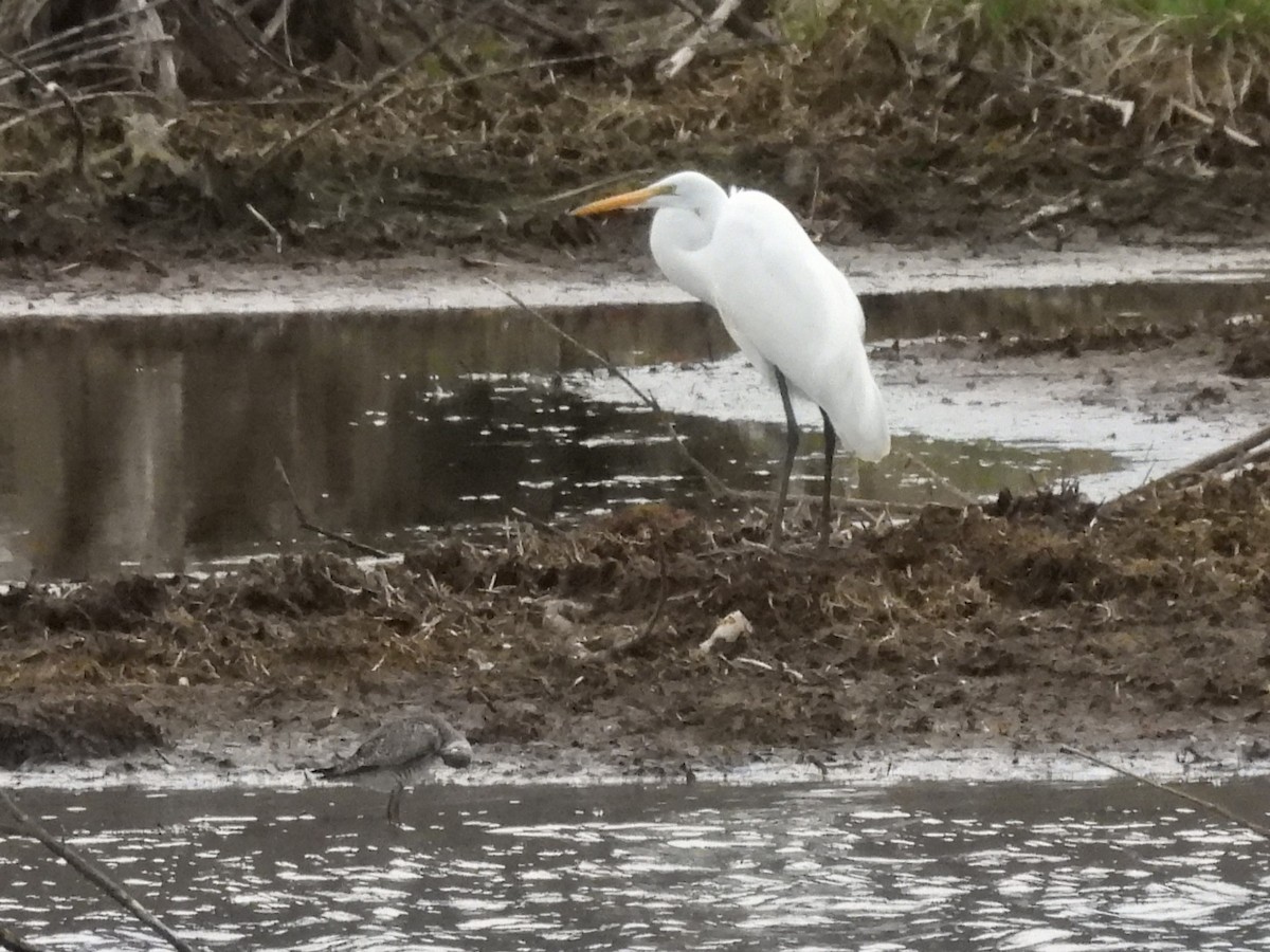 Great Egret - ML634838124