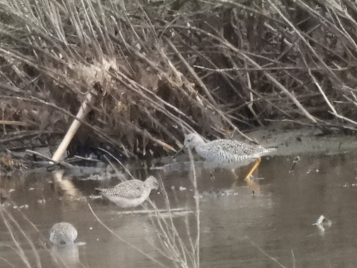 Greater Yellowlegs - ML634838133