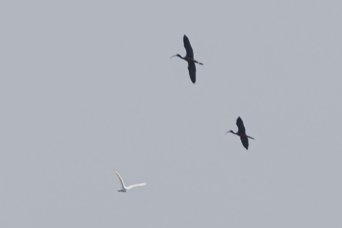 Glossy Ibis - ML634838425