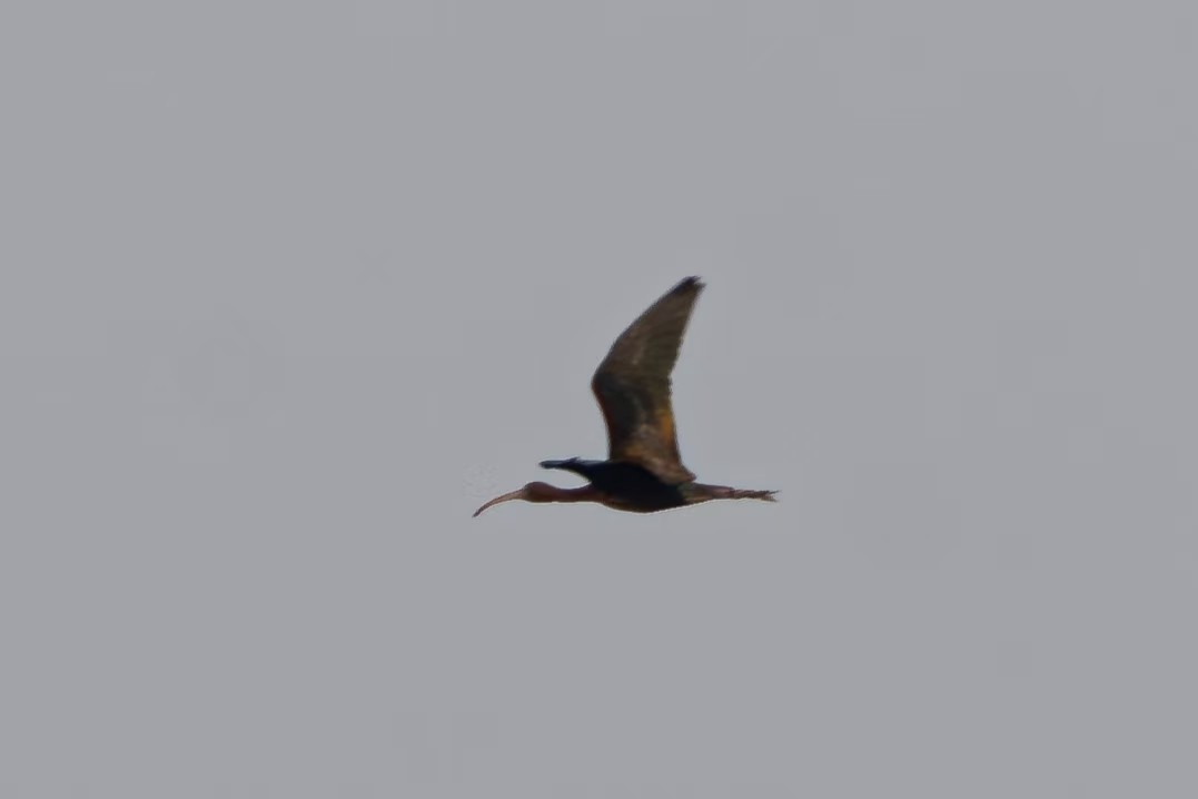 Glossy Ibis - ML634838431