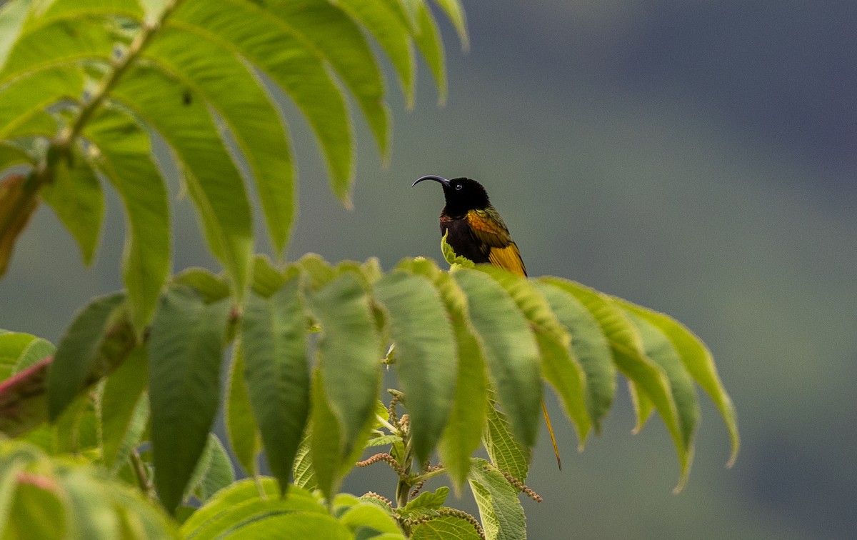 Golden-winged Sunbird - ML634838891