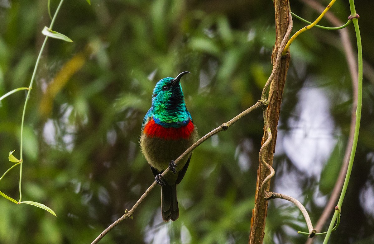 Eastern Double-collared Sunbird - ML634838895