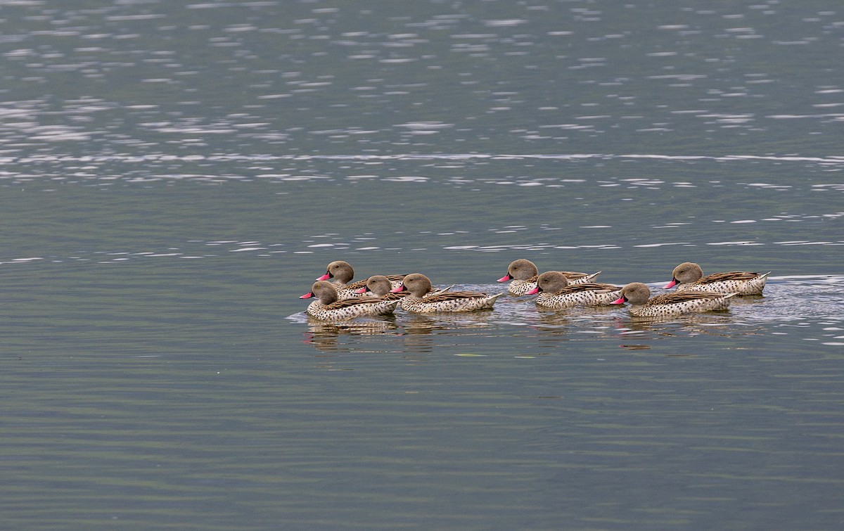 Cape Teal - ML634838902