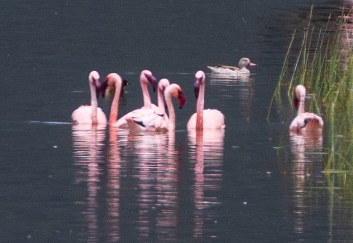 Lesser Flamingo - ML634838949