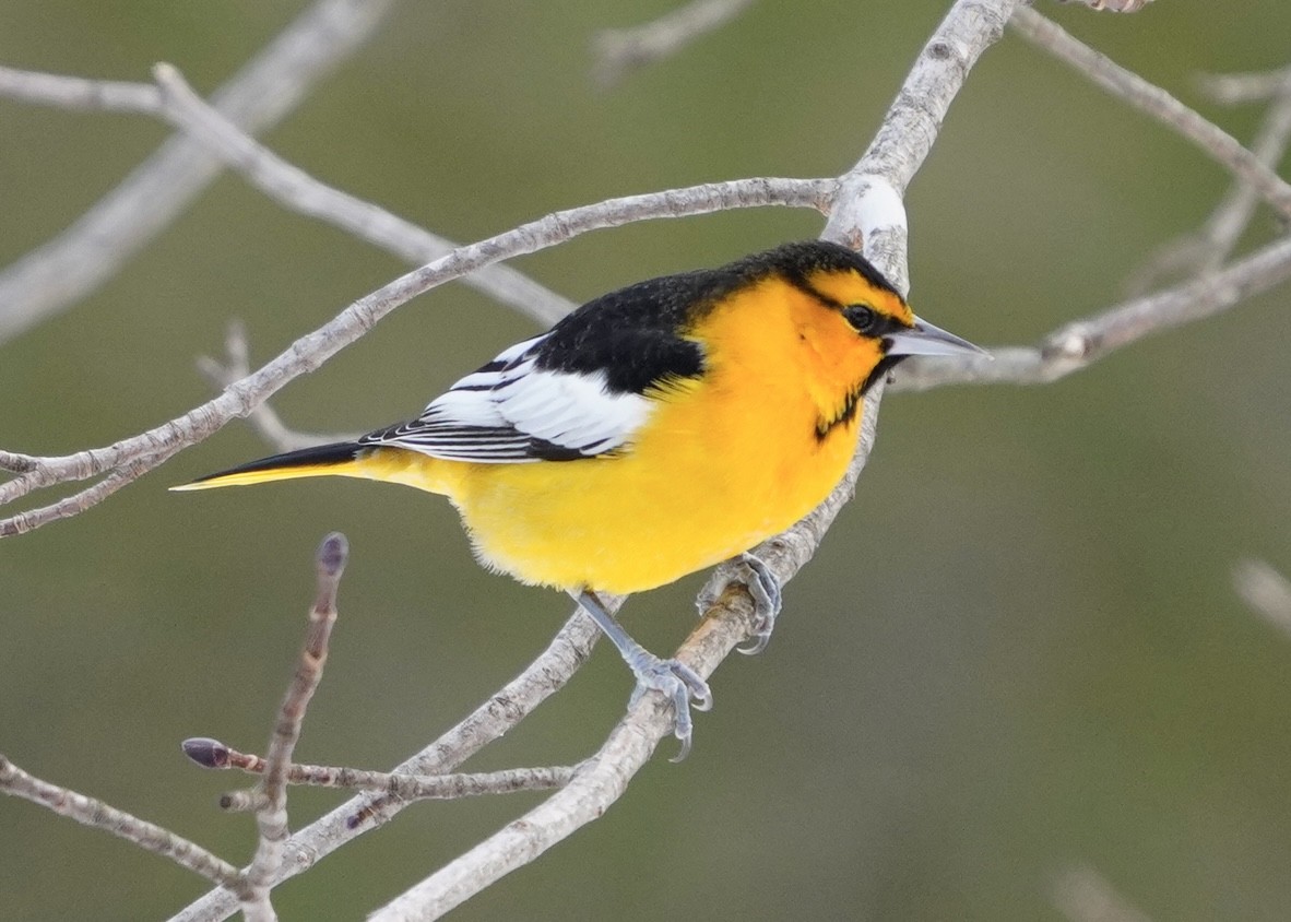 Bullock's Oriole - ML634839047