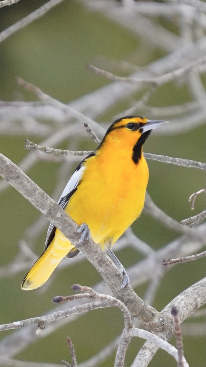 Bullock's Oriole - ML634839048