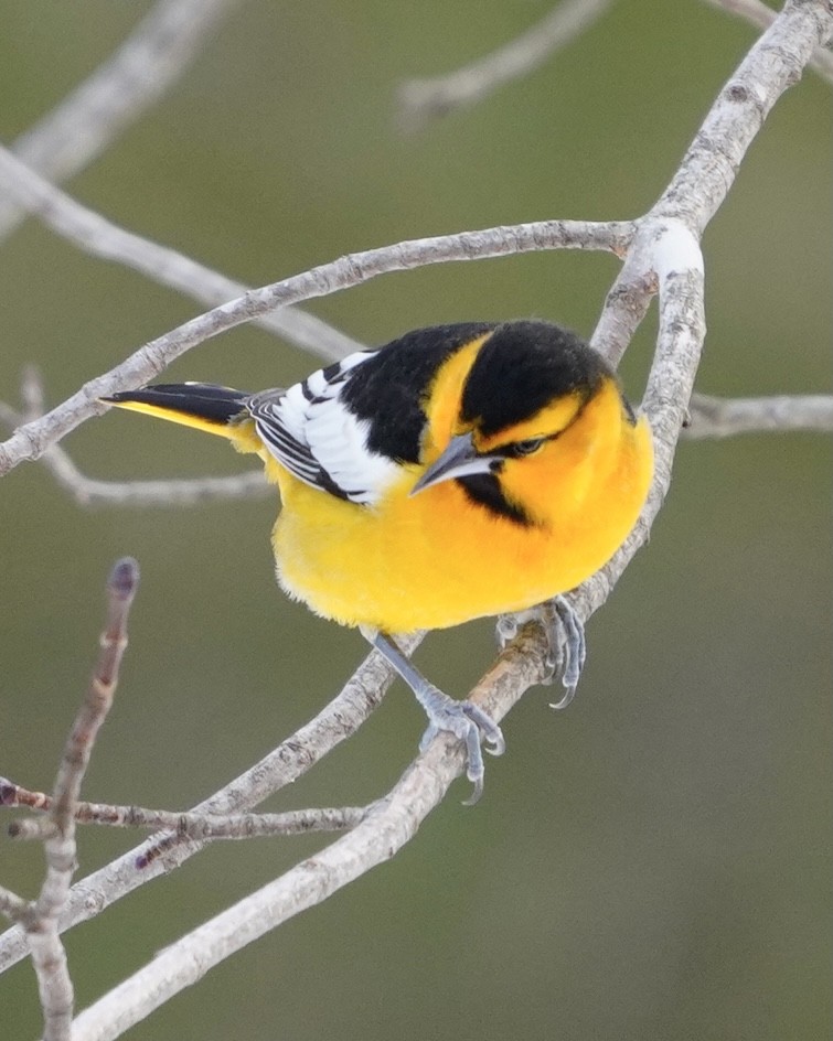 Bullock's Oriole - ML634839049