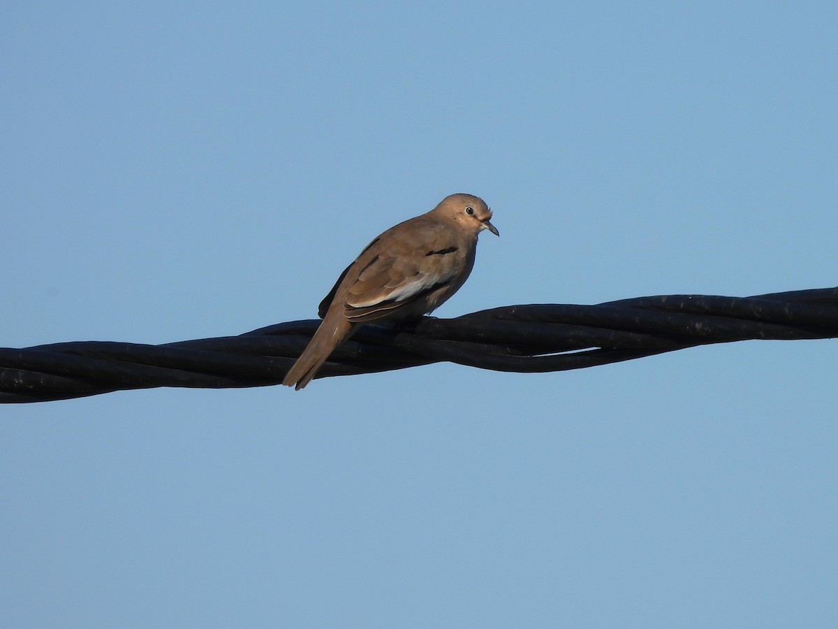 Picui Ground Dove - ML634839050