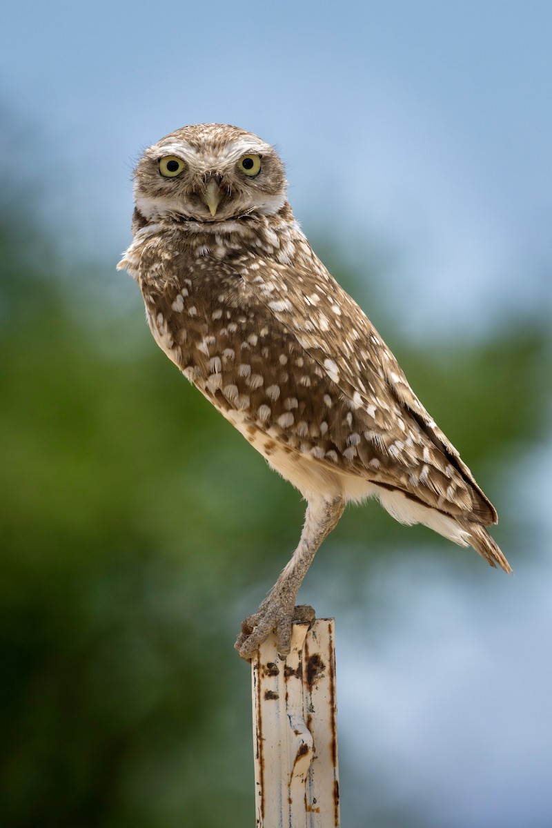 Burrowing Owl (Western) - ML634839121
