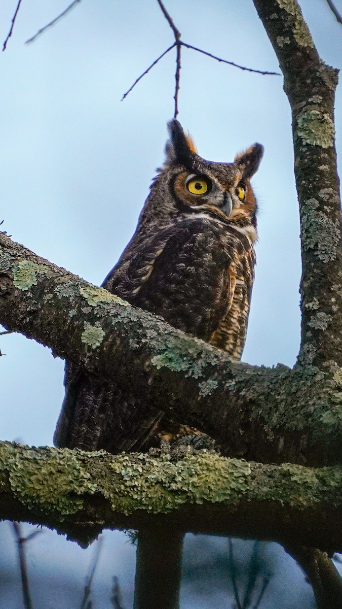 Great Horned Owl - ML634839254