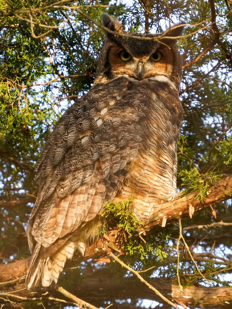 Great Horned Owl - ML634839256