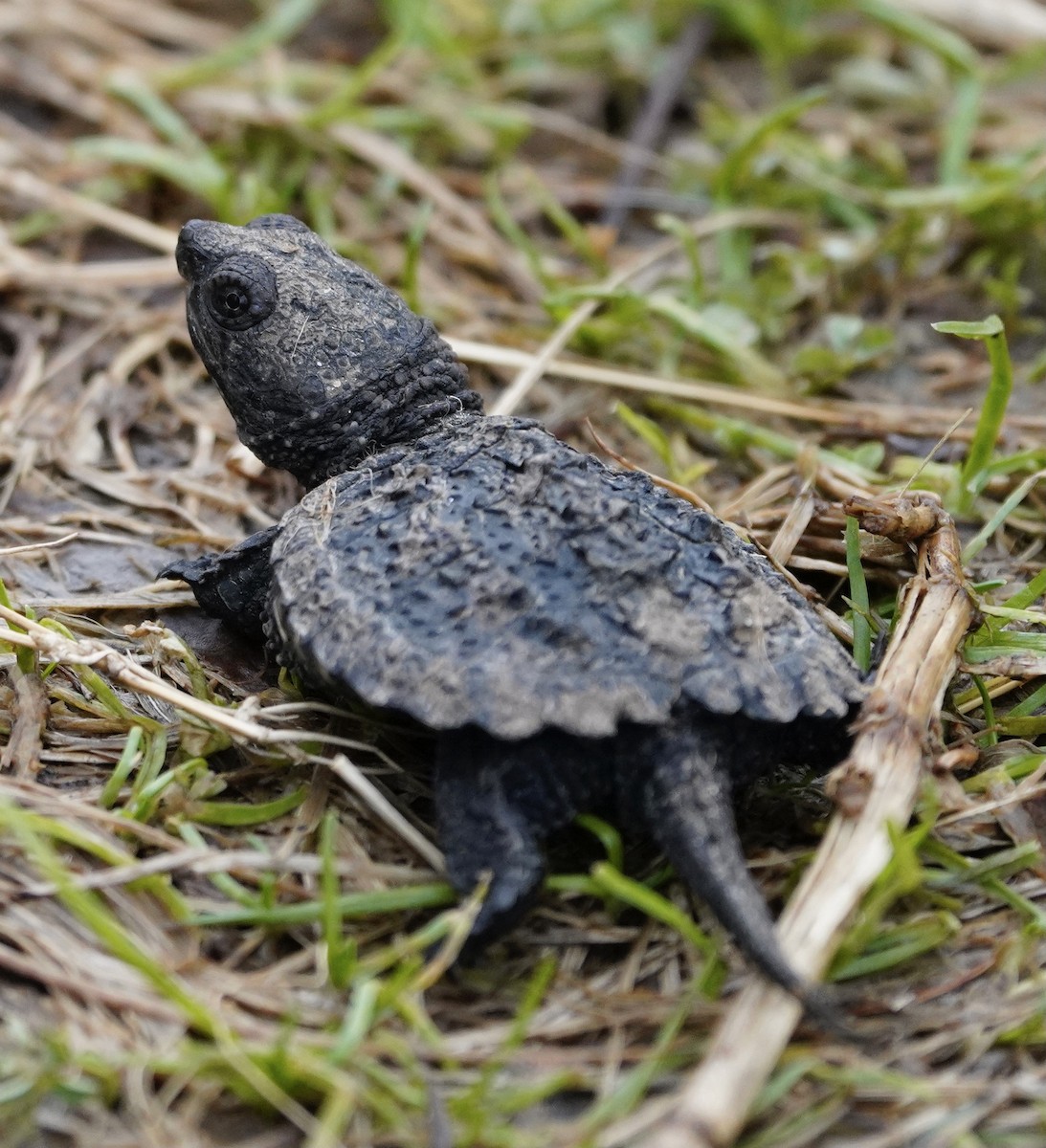 Common Snapping Turtle - ML634839300