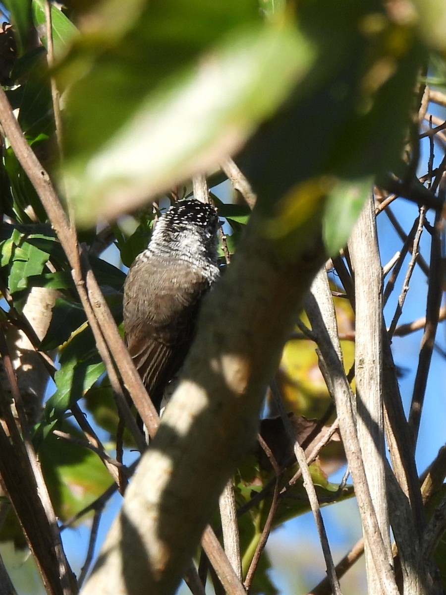 White-barred Piculet - ML634839330
