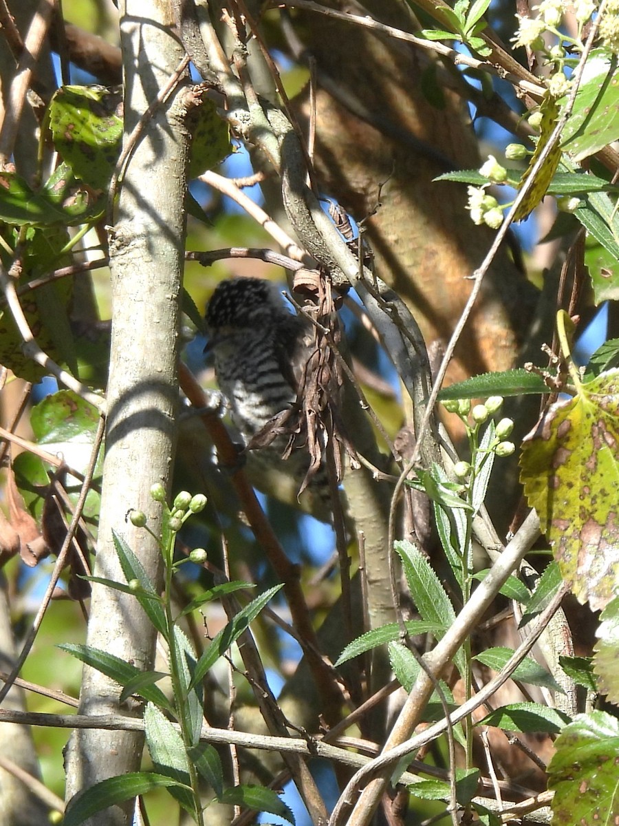 White-barred Piculet - ML634839331