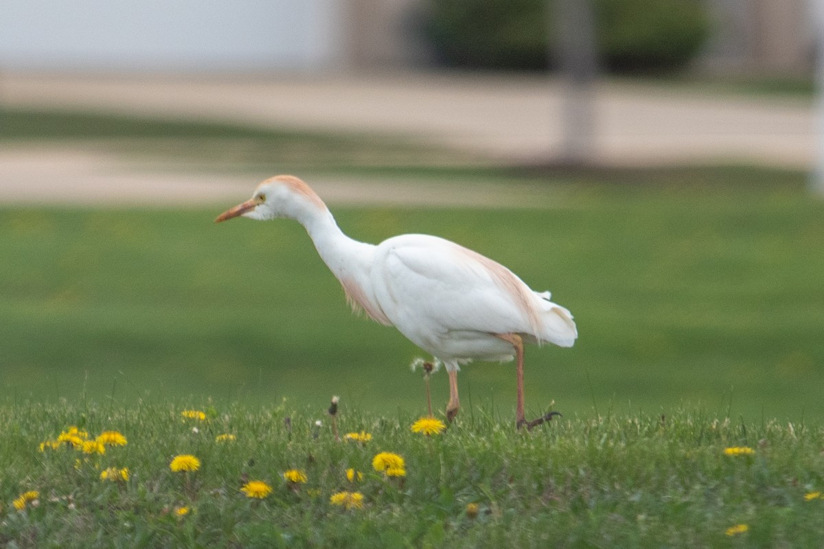 Western Cattle-Egret - ML634839364