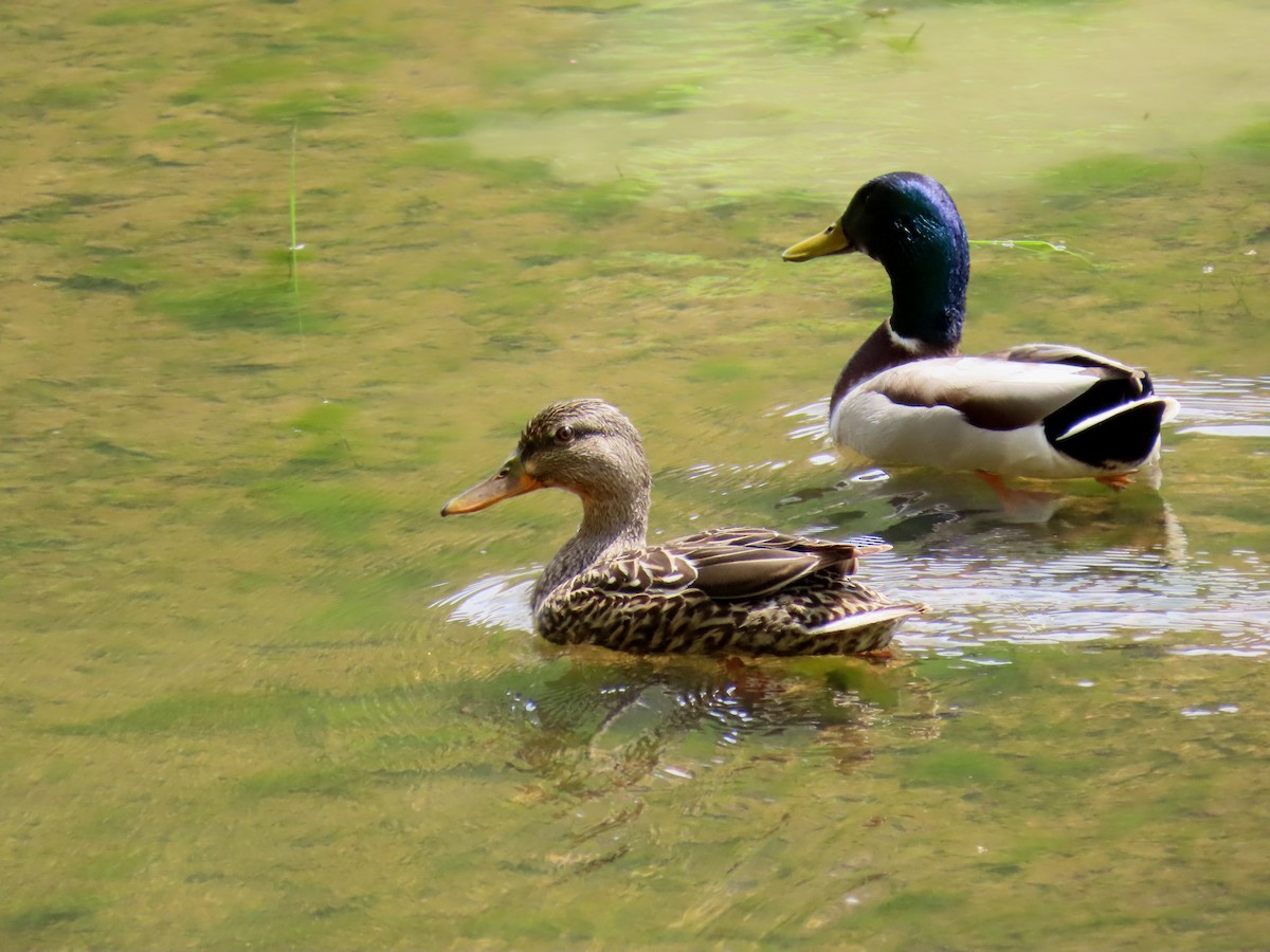 Mallard - ML634839470
