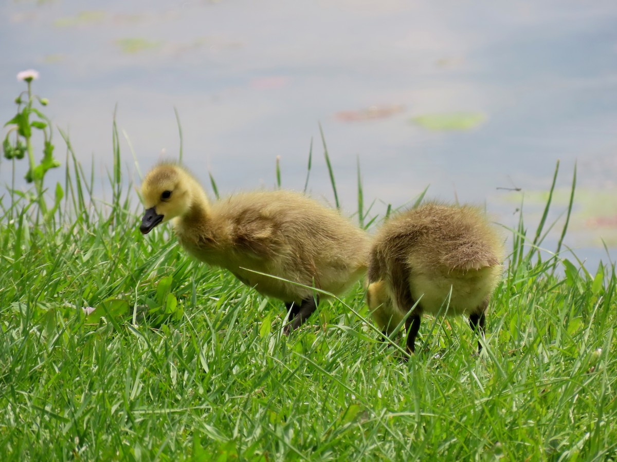 Canada Goose (canadensis Group) - ML634839524
