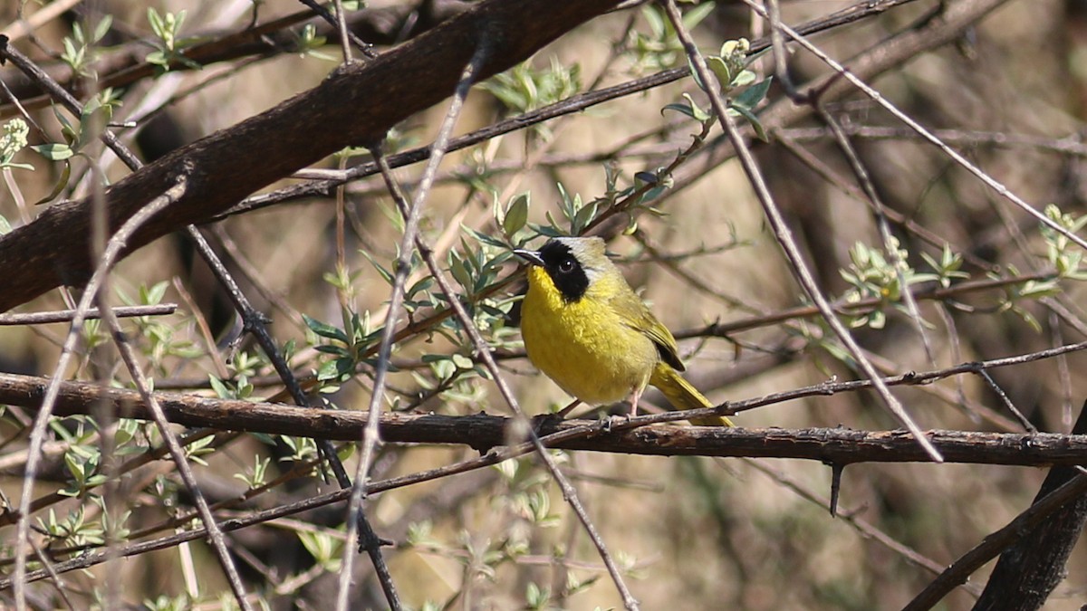 Hooded Yellowthroat - ML634839585