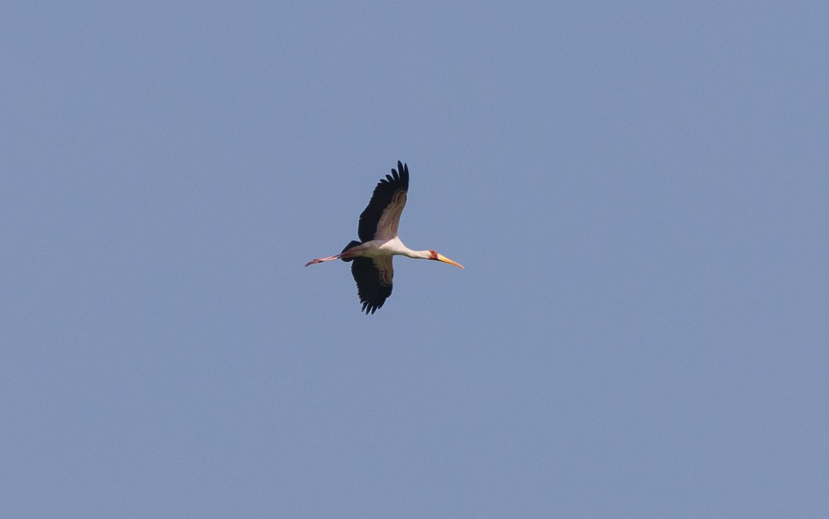 Yellow-billed Stork - ML634839601